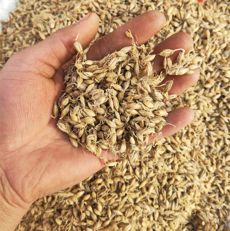 批發(fā)供應(yīng)優(yōu)質(zhì)中藥材 麥芽、大麥芽、生麥芽、大麥毛